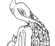 Coloriage Paon sur une pierre