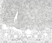 Coloriage Paon, un animal joli