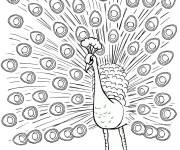 Coloriage Plumages de paon en ligne