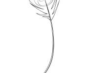 Coloriage Plume d'un paon