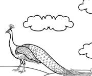 Coloriage Un gros paon en marchant