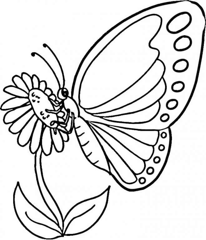 Coloriage Papillon Couleur Dessin Gratuit à Imprimer