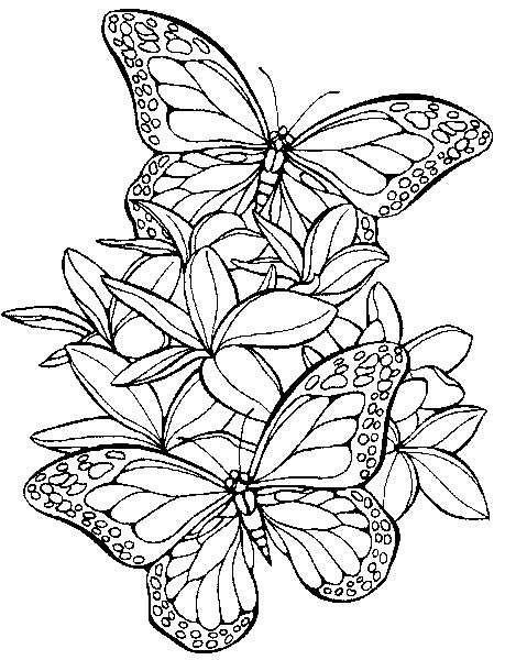 Coloriage Papillons en vol dessin gratuit à imprimer