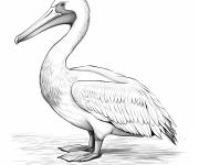 Coloriage Aper&ccedil;u de p&eacute;lican blanc am&eacute;ricain