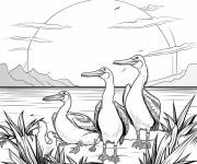 Coloriage Coucher de soleil avec des p&eacute;licans