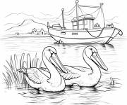 Coloriage Couple de p&eacute;lican dans l'oc&eacute;an