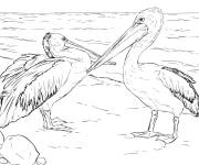 Coloriage Couple de p&eacute;licans &agrave; lunettes