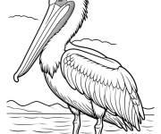 Coloriage Croquis de p&eacute;lican d&eacute;taill&eacute;
