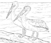Coloriage Deux oiseaux p&eacute;licans d'Am&eacute;rique
