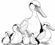 Coloriage Famille des oiseaux p&eacute;licans