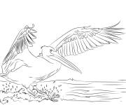 Coloriage et dessins gratuit Gros p&eacute;lican d'Am&eacute;rique d&eacute;ployant ses ailes à imprimer