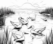 Coloriage Groupe de p&eacute;licans dans la rivi&egrave;re
