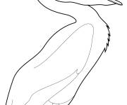 Coloriage Illustration P&eacute;lican
