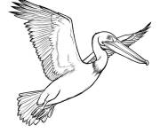 Coloriage Illustration simple d'un p&eacute;lican en vol