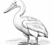 Coloriage Oiseau p&eacute;lican blanc