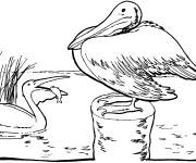 Coloriage et dessins gratuit Oiseaux p&eacute;licans dans la rivi&egrave;re à imprimer