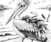 Coloriage P&eacute;lican adulte