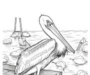 Coloriage P&eacute;lican adulte sur la plage