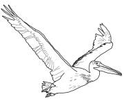 Coloriage P&eacute;lican am&eacute;ricain en vol