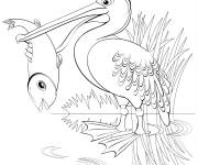 Coloriage P&eacute;lican attrapant un poisson dans sa bouche