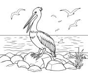 Coloriage P&eacute;lican avec des oiseaux sur la plage