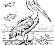 Coloriage P&eacute;lican avec plein de poissons