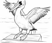 Coloriage P&eacute;lican brun d&eacute;taill&eacute;