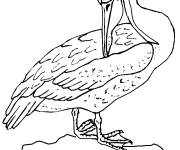 Coloriage et dessins gratuit P&eacute;lican brun oriental à imprimer