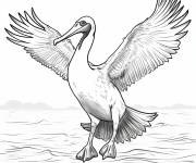 Coloriage P&eacute;lican brun ouvrant ses ailes