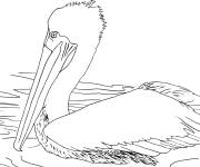 Coloriage P&eacute;lican brun r&eacute;aliste