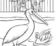 Coloriage P&eacute;lican dans le zoo