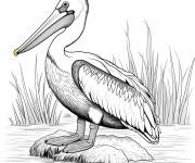 Coloriage P&eacute;lican dans son habitat