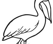 Coloriage P&eacute;lican debout