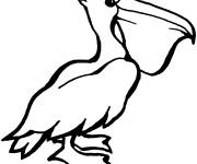 Coloriage et dessins gratuit P&eacute;lican en crayon noir à imprimer