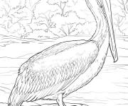 Coloriage P&eacute;lican r&eacute;aliste