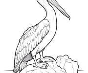 Coloriage P&eacute;lican sur un rocher