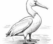 Coloriage Petit p&eacute;lican blanc am&eacute;ricain