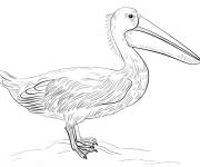 Coloriage Petit P&eacute;lican d&eacute;taill&eacute;