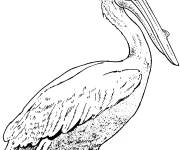 Coloriage et dessins gratuit Photo de P&eacute;lican à imprimer