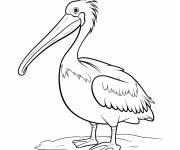 Coloriage Portrait d'un P&eacute;lican