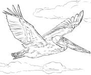 Coloriage Sc&egrave;ne r&eacute;aliste d'un p&eacute;lican en vol