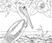 Coloriage et dessins gratuit Sc&egrave;ne r&eacute;aliste de P&eacute;lican au milieu de la nature à imprimer