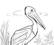 Coloriage Un cool p&eacute;lican en plein air