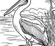 Coloriage Un p&eacute;lican assis au bord d'un lac