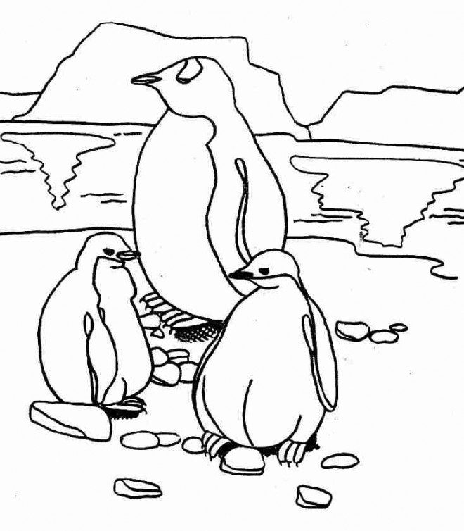 Coloriage et dessins gratuits La famille de Pingouin à imprimer