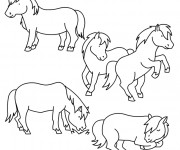 Coloriage Poney et chevaux