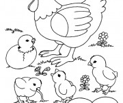 Coloriage Poule 28