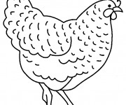 Coloriage Poulet couleur