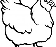 Coloriage Poulet vecteur