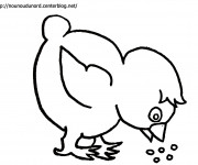 Coloriage Poussin qui mange